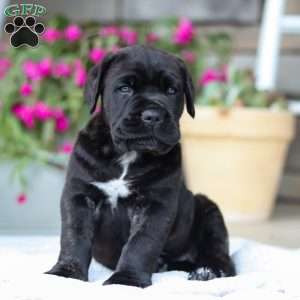 Shadow, Cane Corso Puppy